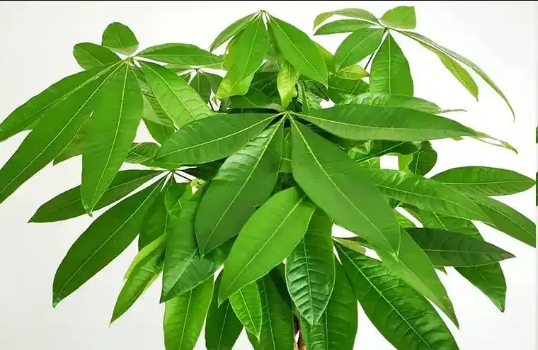 發財樹黃葉掉葉怎麼辦?5大原因,對症解決,新芽綠葉蹭蹭冒!