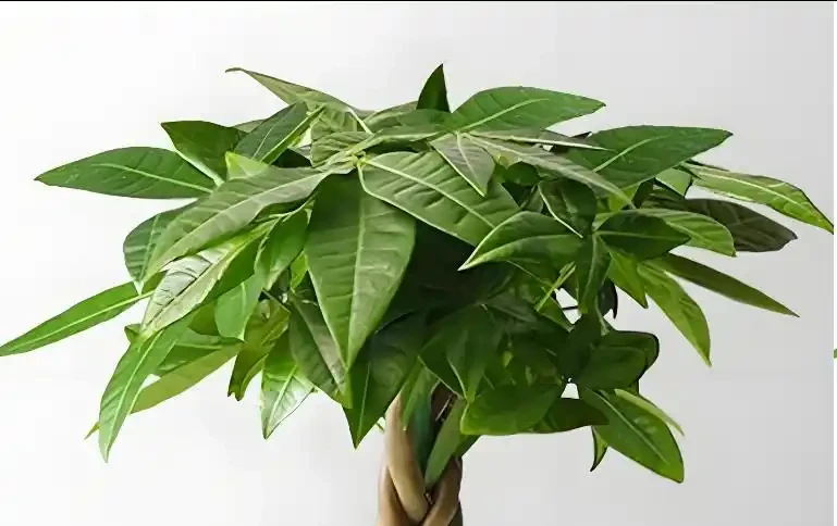發財樹黃葉掉葉怎麼辦?5大原因,對症解決,新芽綠葉蹭蹭冒!