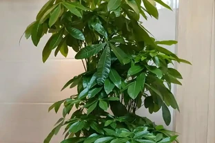 發財樹黃葉掉葉怎麼辦？5大原因，對症解決，新芽綠葉蹭蹭冒！