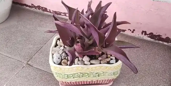 紫羅蘭能插枝嗎？能！春秋插 15 天長根，3步搞定2 個避坑招，成活率 90% 不爛苗