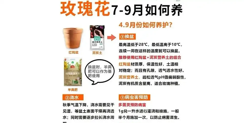 立秋後玫瑰滿盆秘訣：三招讓花開到九月