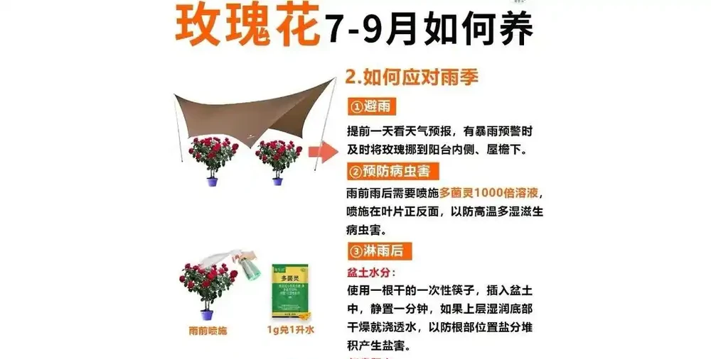 立秋後玫瑰滿盆秘訣：三招讓花開到九月