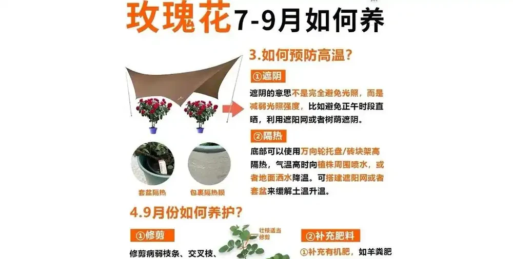 立秋後玫瑰滿盆秘訣：三招讓花開到九月