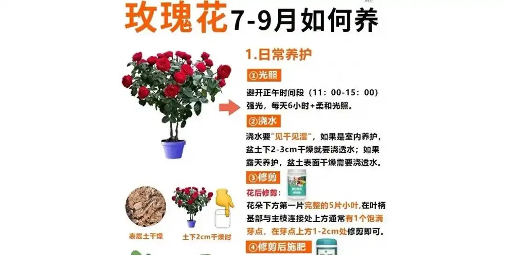 立秋後玫瑰滿盆秘訣：三招讓花開到九月