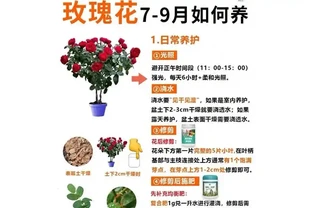 立秋後玫瑰滿盆秘訣：三招讓花開到九月