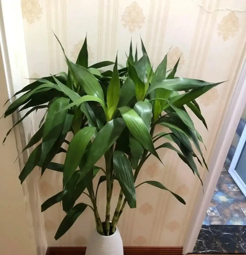 廁所再小,也得養6種花,臭味異味全沒了,衛生間也清新漂亮!