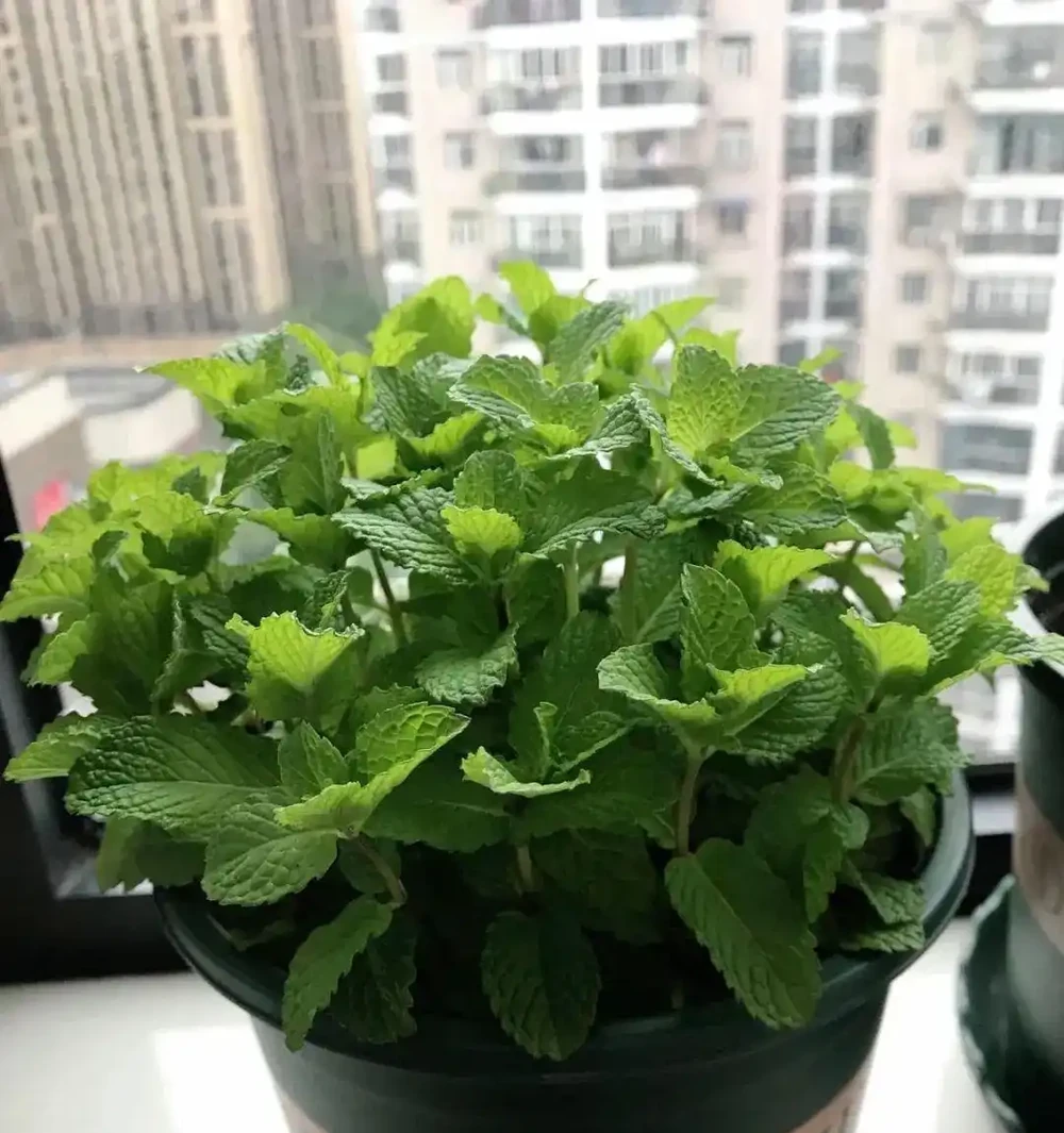 廁所再小,也得養6種花,臭味異味全沒了,衛生間也清新漂亮!