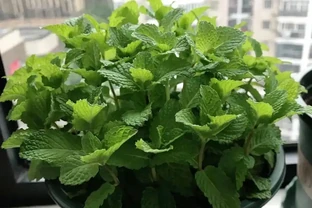 廁所再小，也得養6種花，臭味異味全沒了，衛生間也清新漂亮！