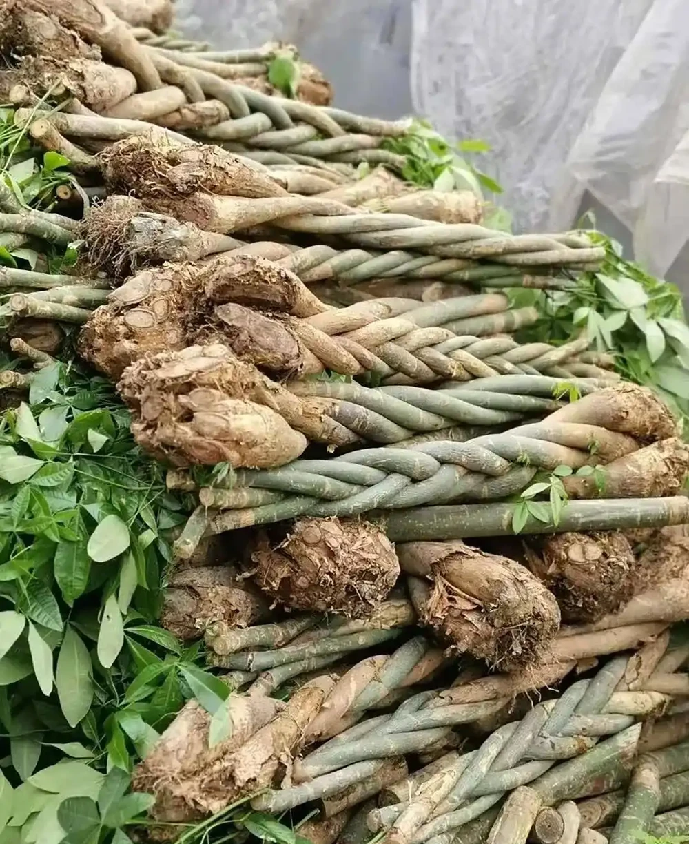 養不好發財樹,這些「插枝苗」就是容易黃葉腐根