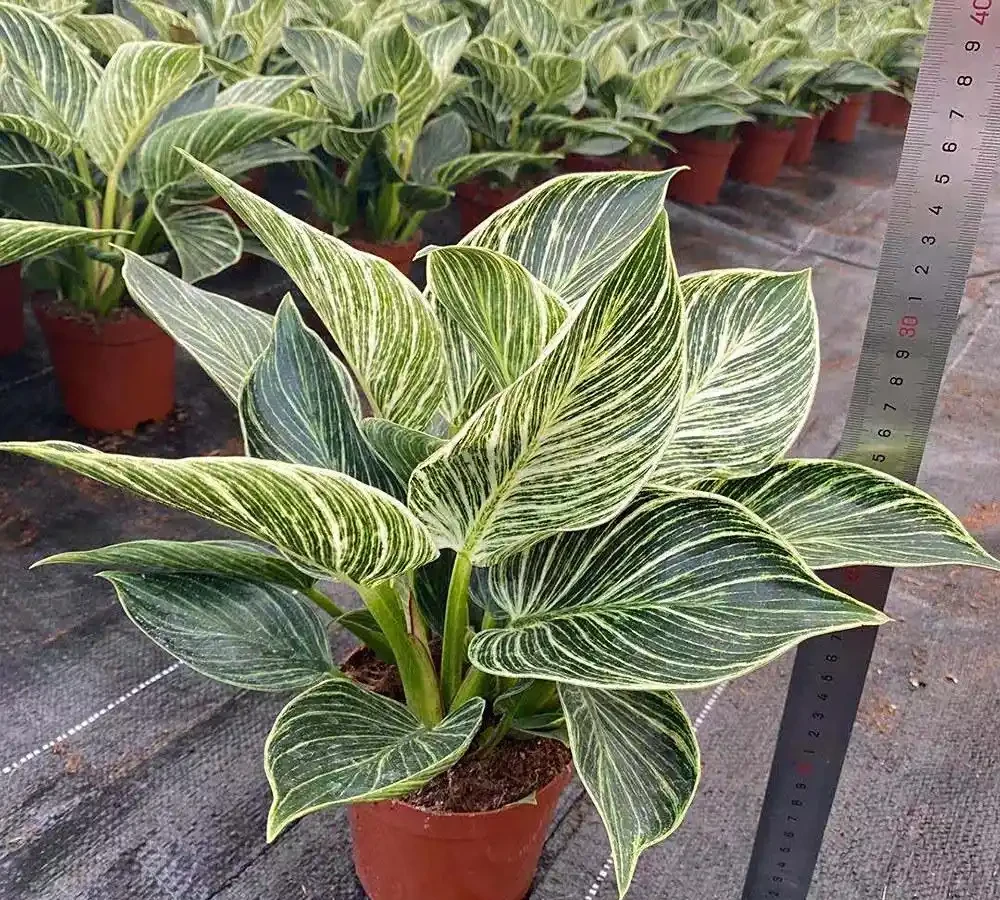 金鑽根莖瘋長別發愁,三招讓你的綠植重煥生機
