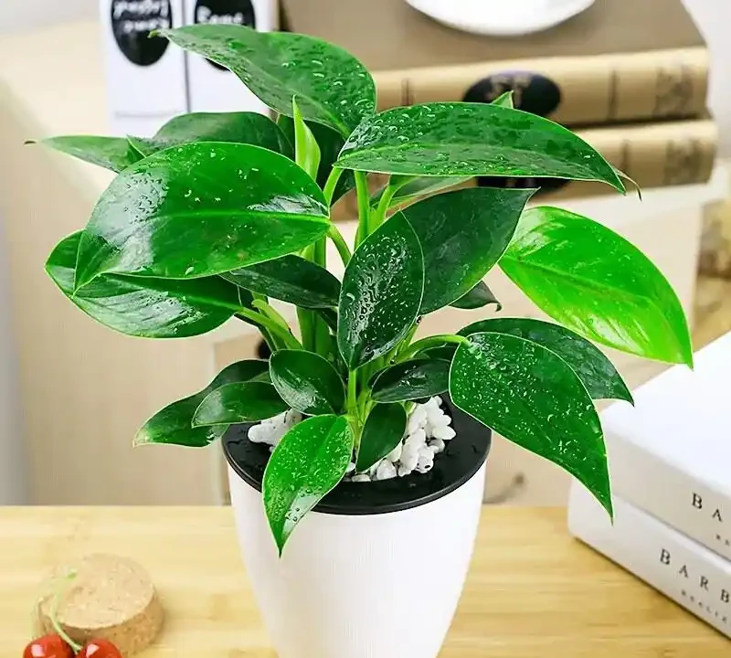 金鑽根莖瘋長別發愁,三招讓你的綠植重煥生機