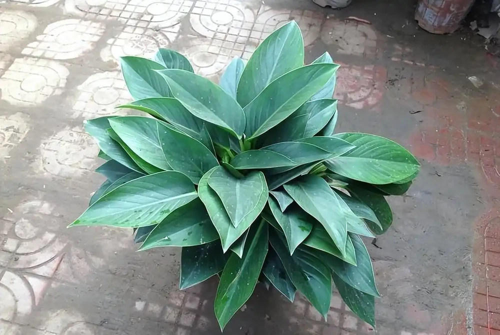 金鑽根莖瘋長別發愁,三招讓你的綠植重煥生機