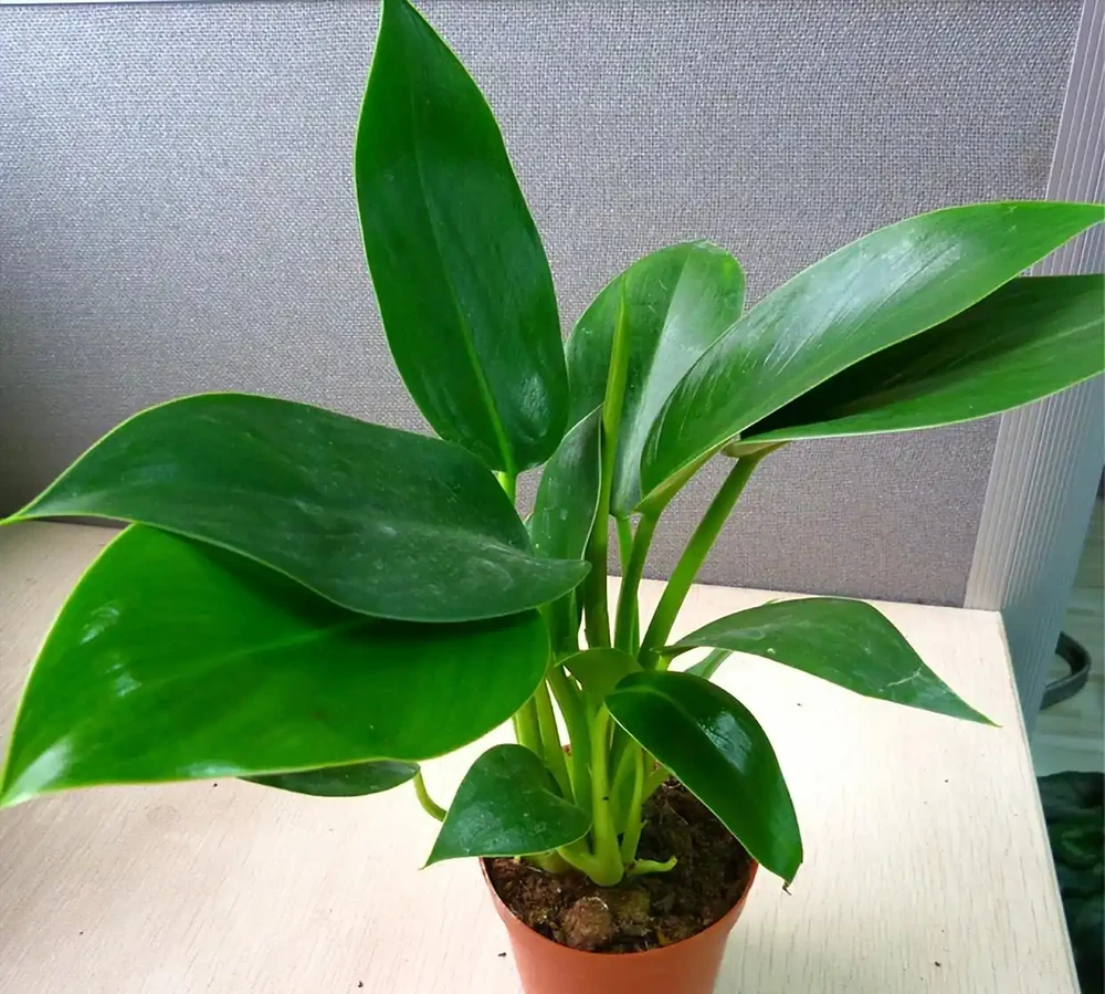 金鑽根莖瘋長別發愁,三招讓你的綠植重煥生機