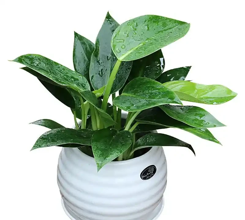 金鑽根莖瘋長別發愁,三招讓你的綠植重煥生機