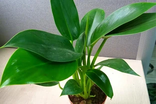 金鑽根莖瘋長別發愁，三招讓你的綠植重煥生機