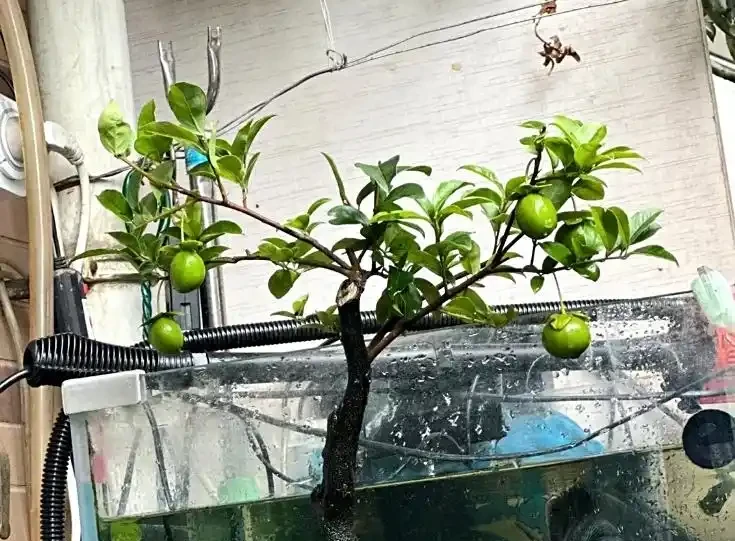 金彈子開花為什麼不能澆水呢?澆錯水,一年空盆!根系發黑、花苞掉,果農 3 步補水法救回滿樹果