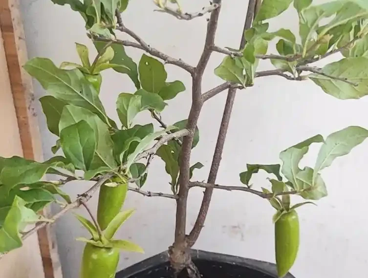 金彈子開花為什麼不能澆水呢?澆錯水,一年空盆!根系發黑、花苞掉,果農 3 步補水法救回滿樹果