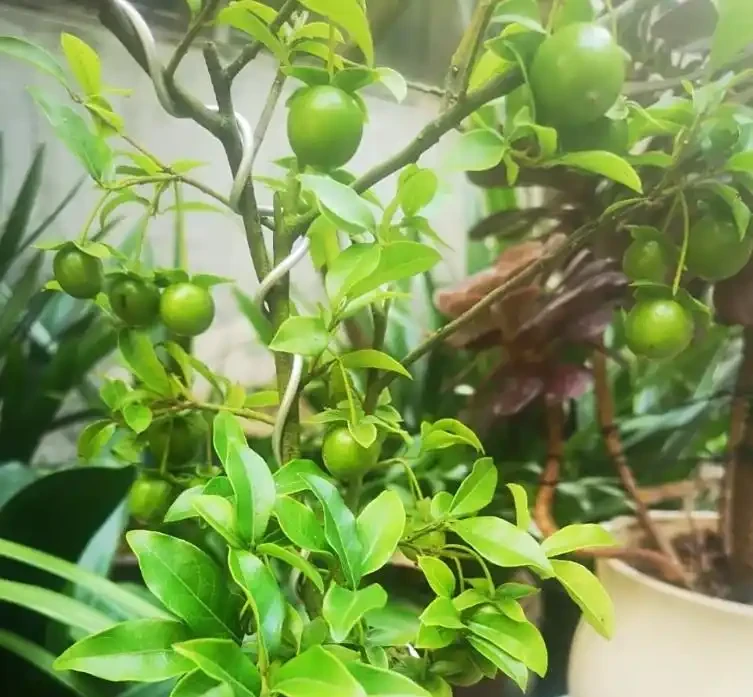 金彈子開花為什麼不能澆水呢?澆錯水,一年空盆!根系發黑、花苞掉,果農 3 步補水法救回滿樹果