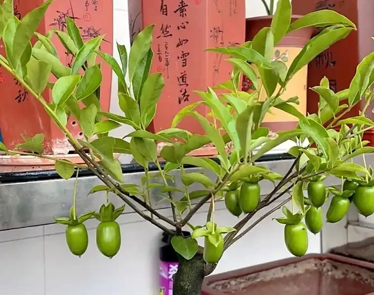 金彈子開花為什麼不能澆水呢?澆錯水,一年空盆!根系發黑、花苞掉,果農 3 步補水法救回滿樹果