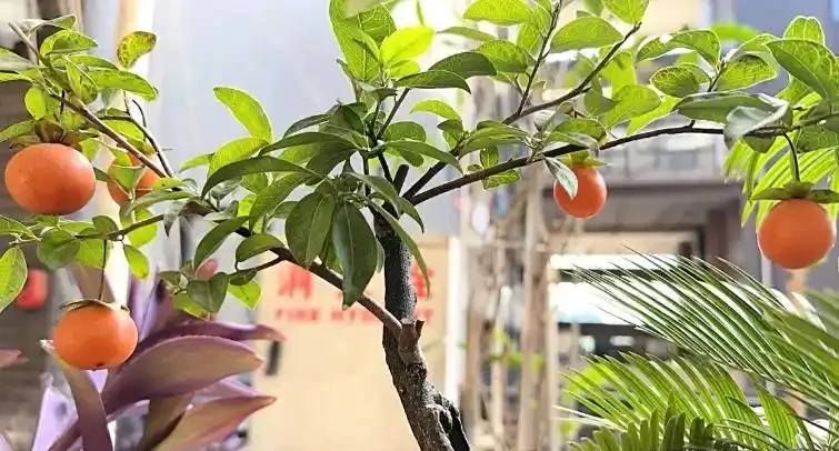 金彈子開花為什麼不能澆水呢?澆錯水,一年空盆!根系發黑、花苞掉,果農 3 步補水法救回滿樹果