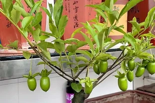 金彈子開花為什麼不能澆水呢？澆錯水，一年空盆！根系發黑、花苞掉，果農 3 步補水法救回滿樹果