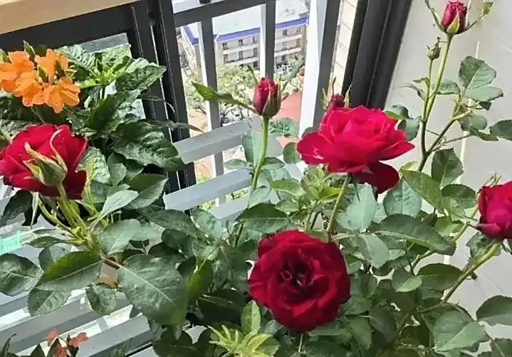 玫瑰花什麼時間插枝？解鎖玫瑰四季插枝的密碼及地域與插枝時間的微妙關係
