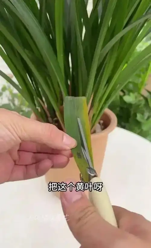 花卉葉子幹尖別忽視!5大元兇與急救指南
