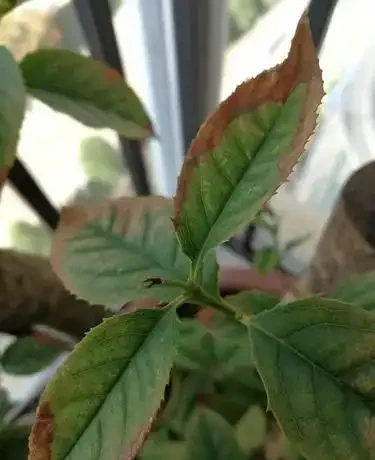 花卉葉子幹尖別忽視!5大元兇與急救指南
