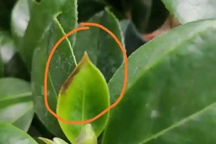 花卉葉子幹尖別忽視！5大元兇與急救指南