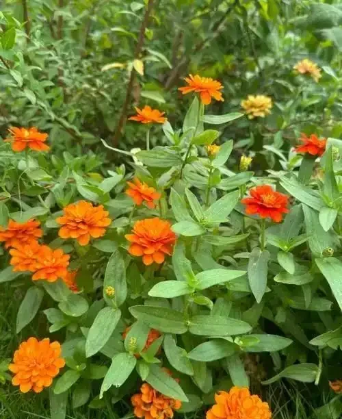 開花期超長的10種草本花卉,一季開花大半年