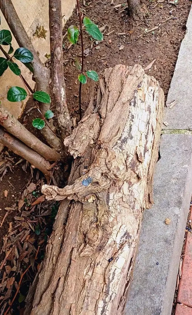 怎樣能讓樹根快速腐爛