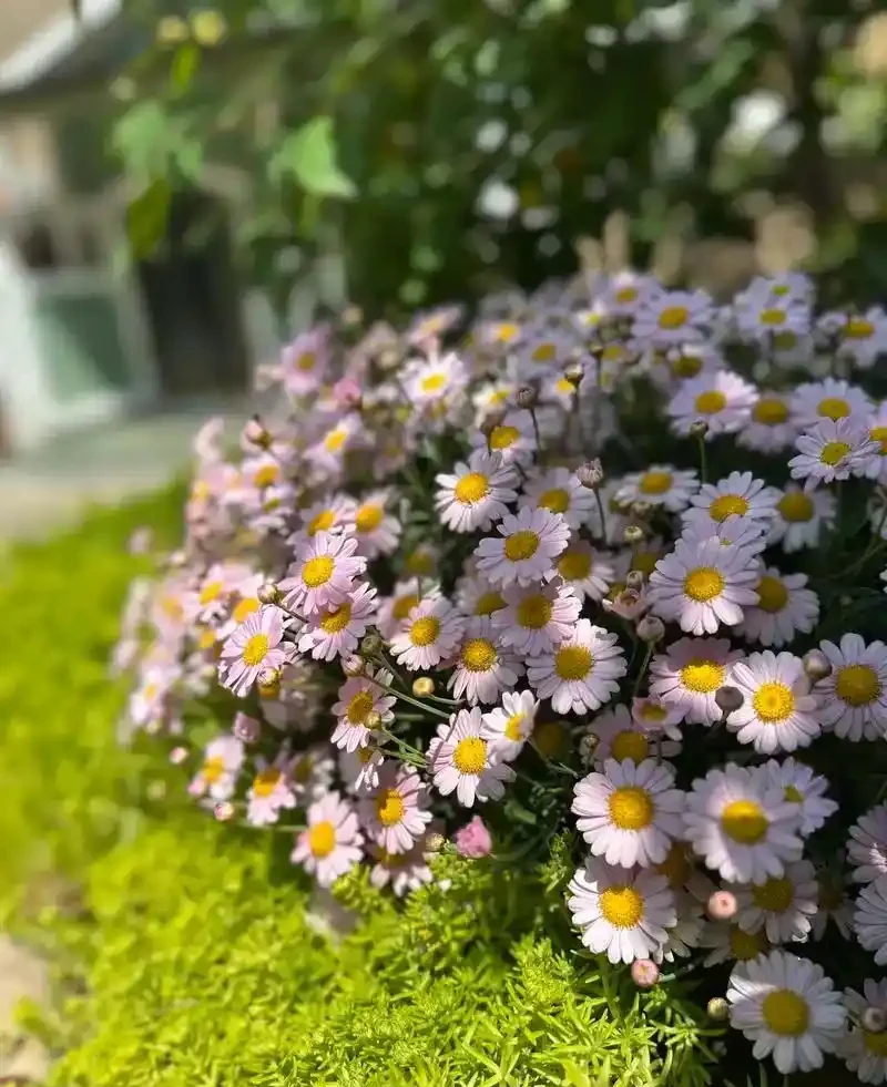 開花期超長的10種草本花卉,一季開花大半年