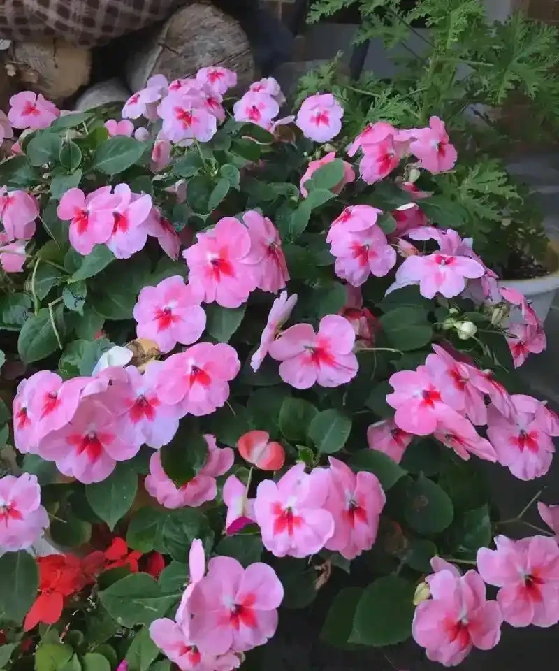 開花期超長的10種草本花卉,一季開花大半年