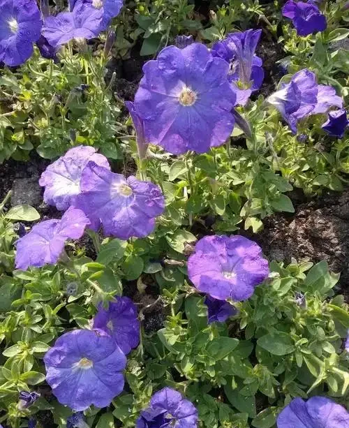 開花期超長的10種草本花卉,一季開花大半年