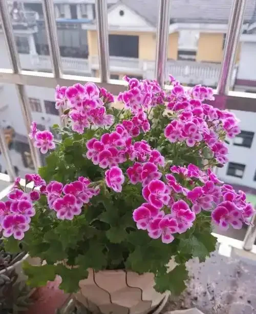 開花期超長的10種草本花卉,一季開花大半年