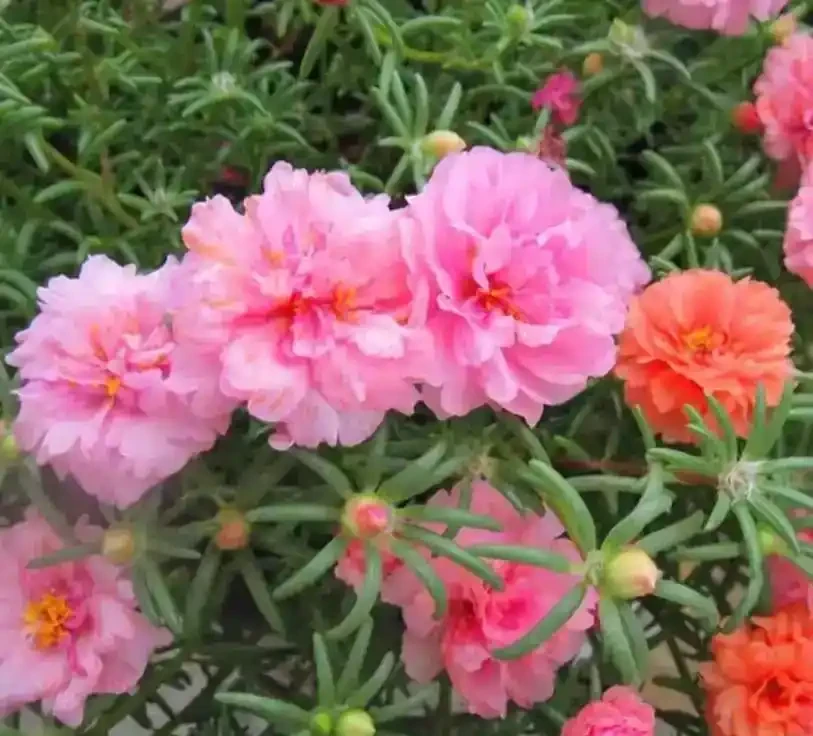 開花期超長的10種草本花卉,一季開花大半年
