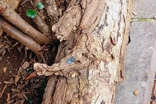 怎樣能讓樹根快速腐爛