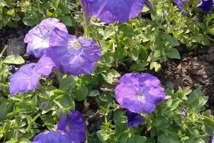 開花期超長的10種草本花卉，一季開花大半年