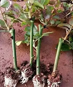 玫瑰插枝黃金指南:9-10月成活率高達95%的技巧