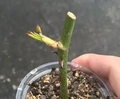 玫瑰插枝黃金指南:9-10月成活率高達95%的技巧