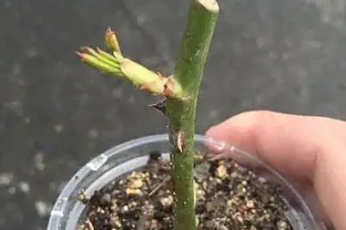 玫瑰插枝黃金指南：9-10月成活率高達95%的技巧