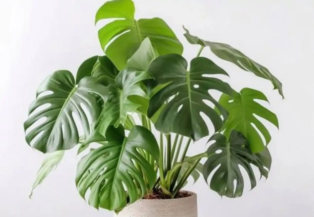 推薦5種「耐陰」花卉植物,家裡光照不好也能養得很好