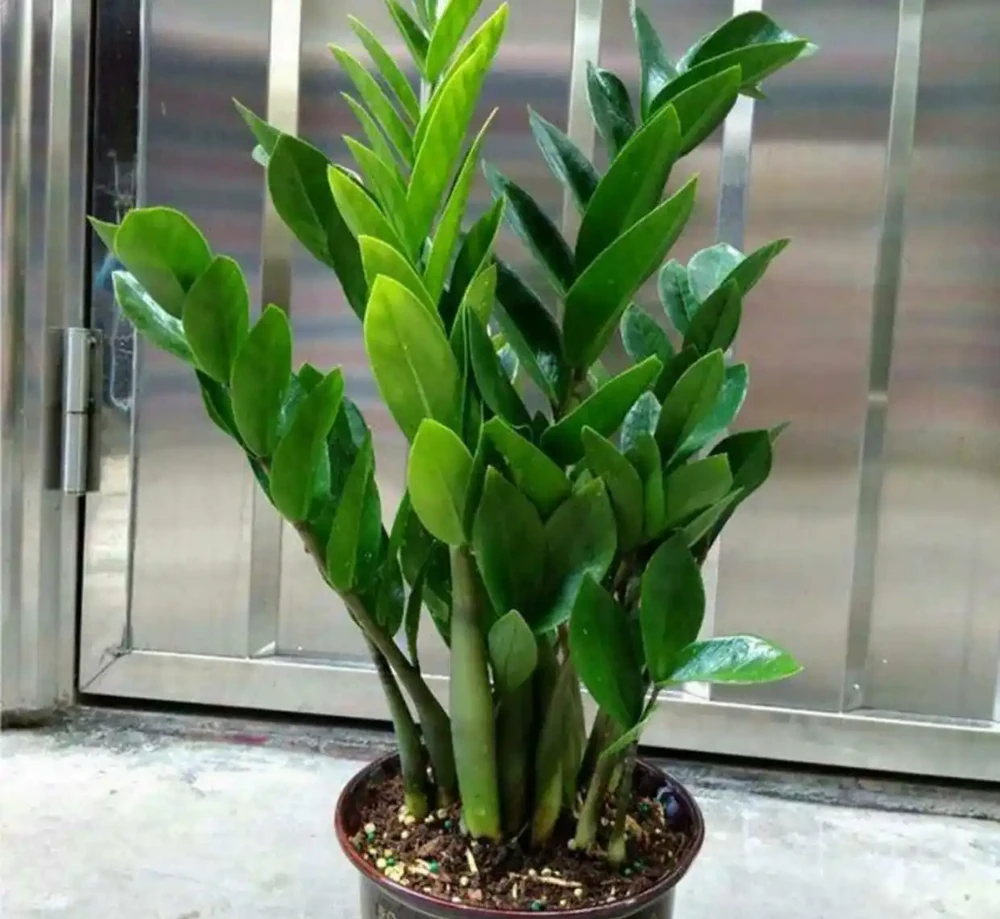 推薦5種「耐陰」花卉植物,家裡光照不好也能養得很好
