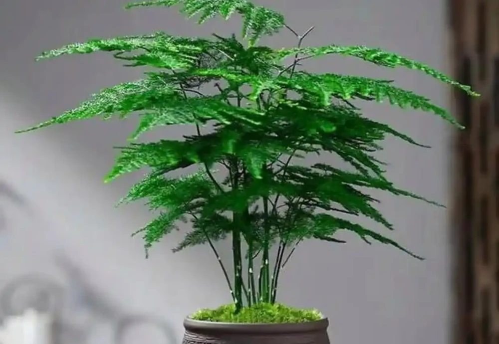 推薦5種「耐陰」花卉植物,家裡光照不好也能養得很好