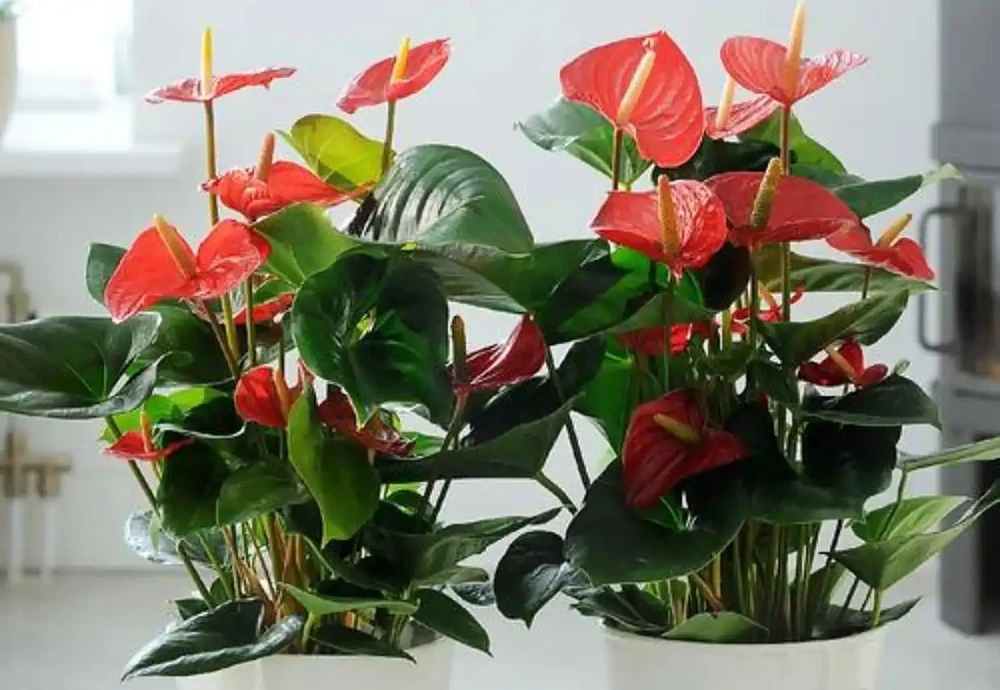 推薦5種「耐陰」花卉植物,家裡光照不好也能養得很好