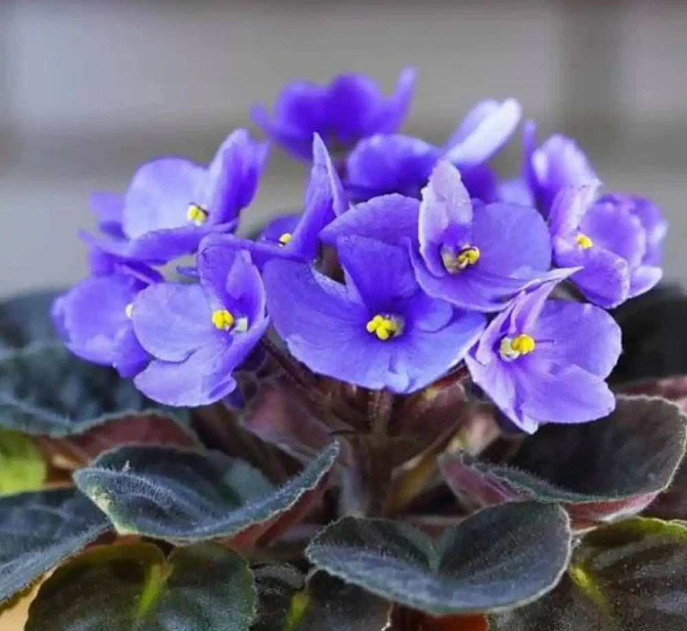 推薦5種「耐陰」花卉植物,家裡光照不好也能養得很好