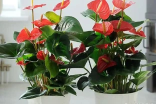 推薦5種「耐陰」花卉植物，家裡光照不好也能養得很好