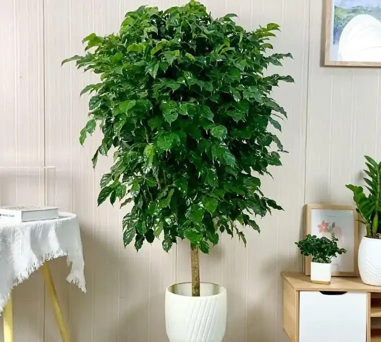 幸福樹葉子突然枯黃?這5個致命錯誤你犯了嗎?