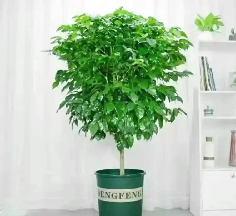 幸福樹葉子突然枯黃?這5個致命錯誤你犯了嗎?