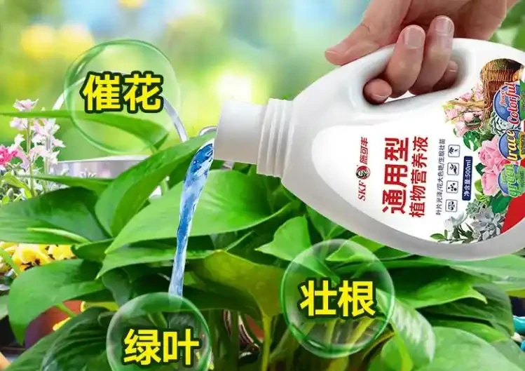 幸福樹葉子突然枯黃?這5個致命錯誤你犯了嗎?